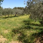18. Olive trees and buttercup fields.