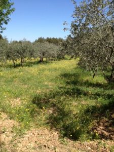 18. Olive trees and buttercup fields.