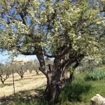 20. Land of many olive trees.