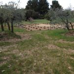 28. Fancy lavender plantation in mas front garden.