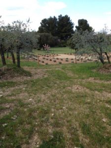 28. Fancy lavender plantation in mas front garden.