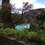 2. Plenty of private pools shaded with the gorgeous arbre de judée , a tree so pink in May.