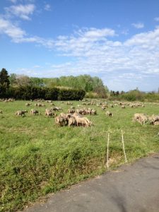 3. Sheep down from the Alps are moving from day to day grazing.