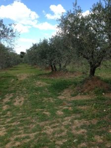 29. Olive trees already pruned.