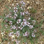 30. White wild flowers in the garrigue.