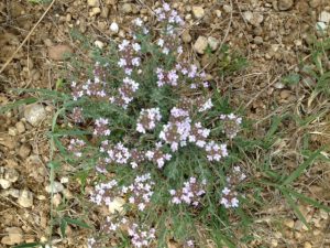 30. White wild flowers in the garrigue.