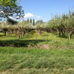 9. Orchard area of France...you can see pear and apple trees here.
