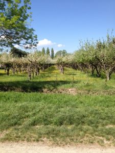 9. Orchard area of France...you can see pear and apple trees here.